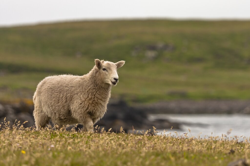 Organic & untreated merino wool