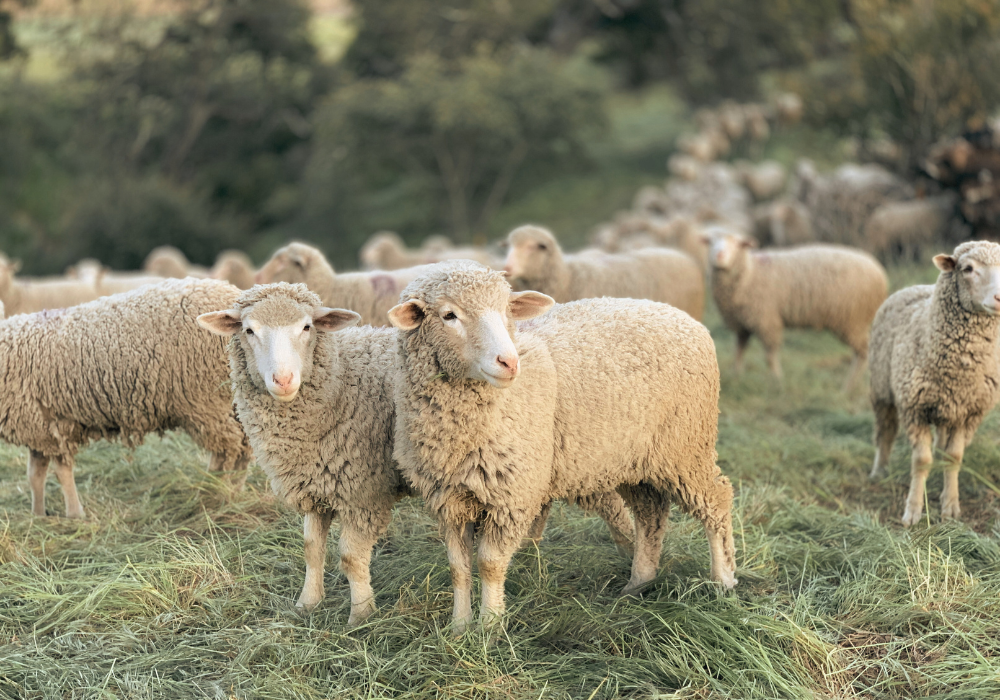 Spansk merinould med fokus p&aring; dyrevelf&aelig;rd