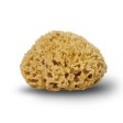 Honeycomb svamp 10-11 cm